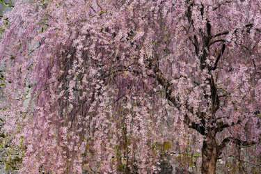 10 WEEPING HIGAN CHERRY Tree Japanese Prunus Subhirtella Pendula Pink Flower Seeds